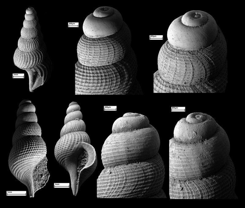  - Aporrhais_megapolitana_juvenil_Kobrow_Coll_UW_klein