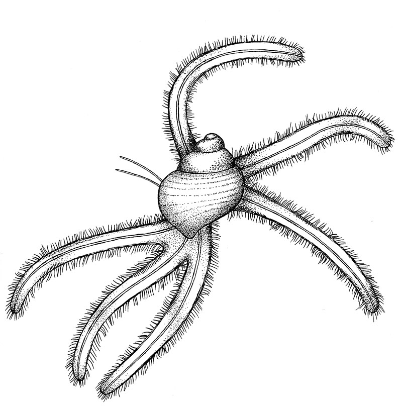  - Gibberulus_gibberulus_Larva_Drawing_klein