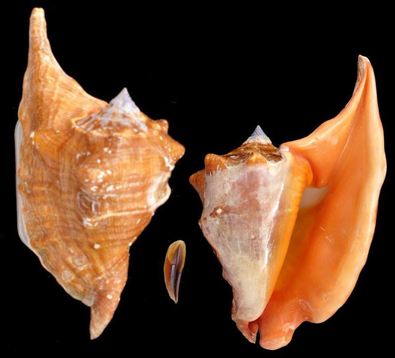 Gastropoda Stromboidea Species Lobatus Peruvianus Gastropoda Stromboidea Species Lobatus Peruvianus