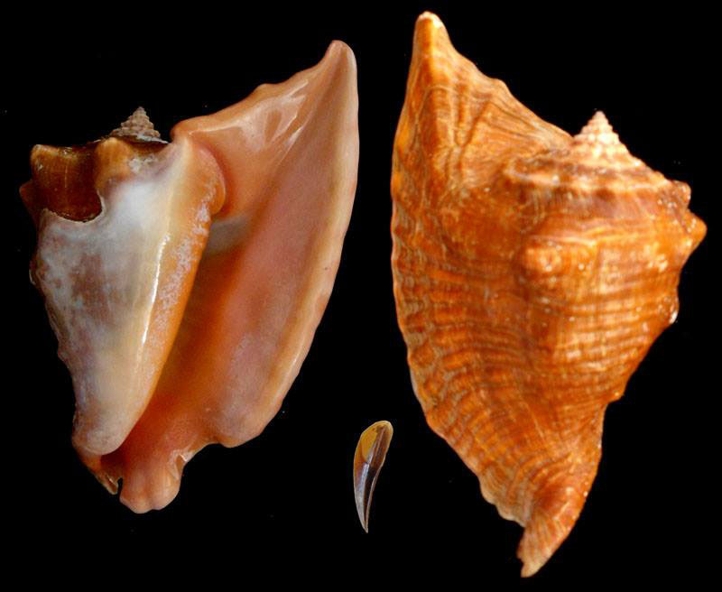 Gastropoda Stromboidea Species Lobatus Peruvianus Gastropoda Stromboidea Species Lobatus Peruvianus