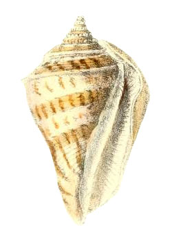 Margined Conch Seashells - Strombus Marginatus - (10 shells approx. 1.5-2  inches)