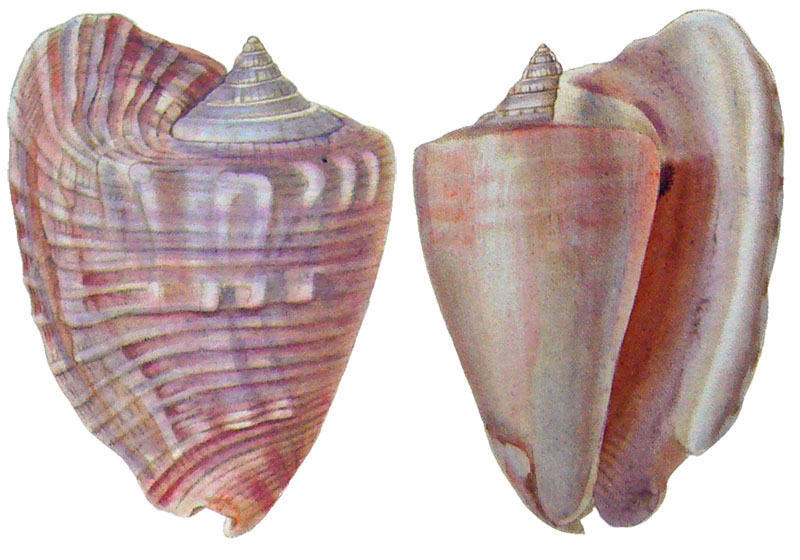 Gastropoda Stromboidea Species Lobatus Peruvianus Gastropoda Stromboidea Species Lobatus Peruvianus