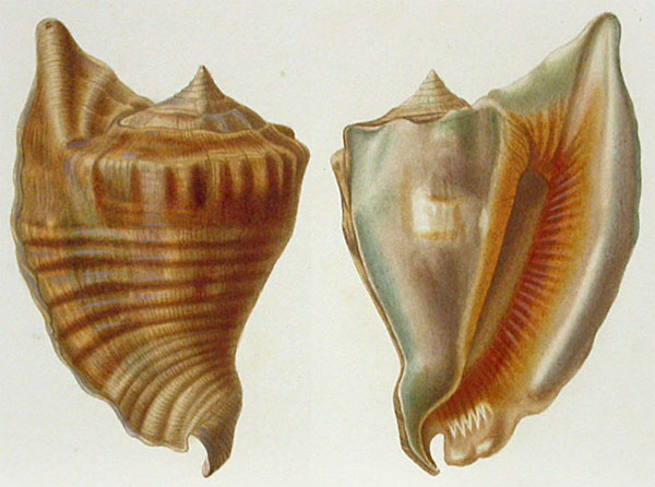 Gastropoda Stromboidea Species Lobatus Peruvianus Gastropoda Stromboidea Species Lobatus Peruvianus