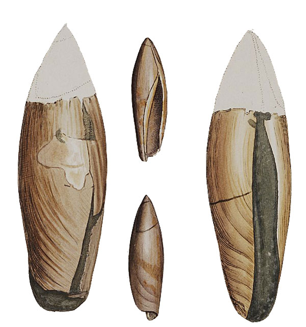 Gastropoda Stromboidea | Species / Terebellum Terebellum
